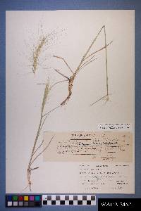 Elymus elymoides subsp. elymoides image